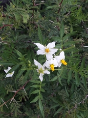 Solanum pinnatisectum