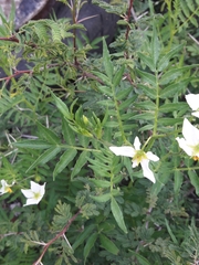 Solanum pinnatisectum