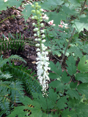 Actaea