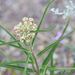 Antelopehorn Milkweed - Photo (c) Lee Hoy, some rights reserved (CC BY-NC-ND)