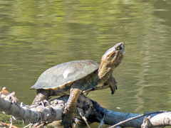 Actinemys marmorata pallida