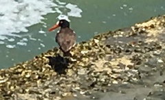 Haematopus palliatus