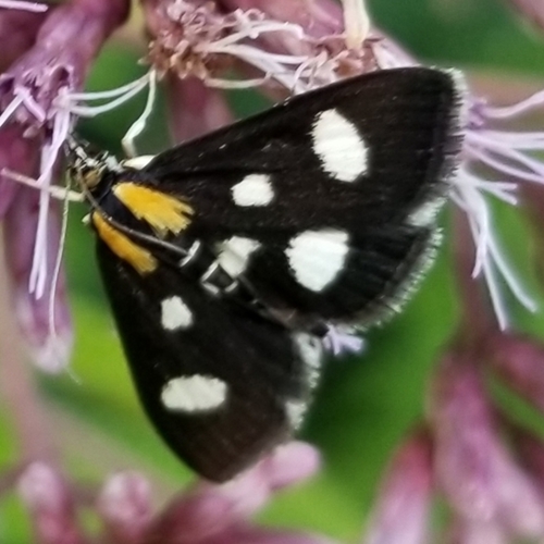 White-spotted Sable photo 3