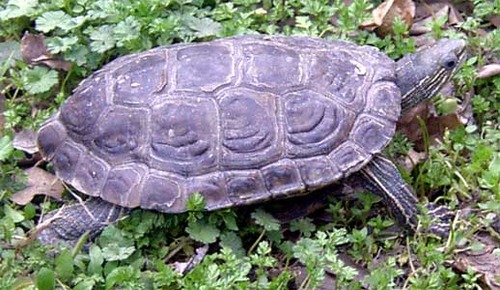 Caspian Turtle