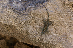 Sceloporus gadsdeni