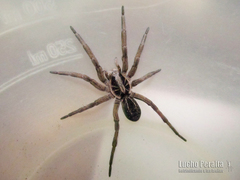 Lycosa pampeana