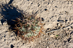 Coryphantha poselgeriana