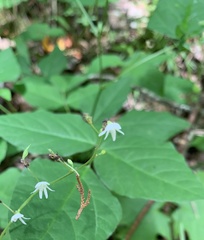 Hylodesmum pauciflorum