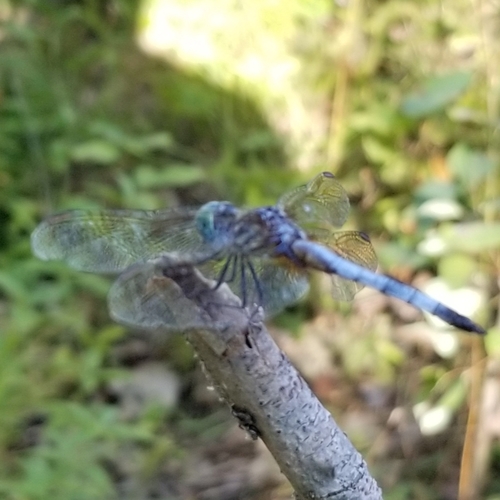 Blue Dasher photographed in Pennsylvania