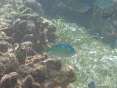 Chromis