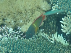 Labracinus cyclophthalmus