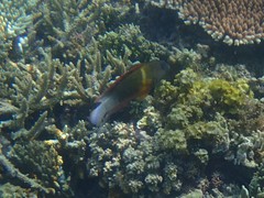 Labracinus cyclophthalmus