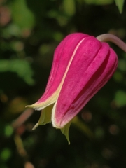 Clematis glaucophylla
