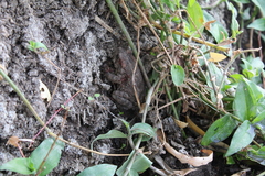 Incilius occidentalis