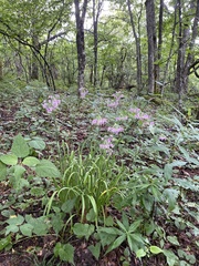 Allium allegheniense