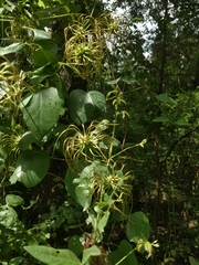 Clematis glaucophylla