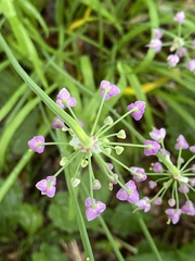 Allium allegheniense