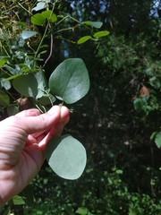 Clematis glaucophylla
