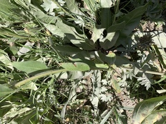 Wyethia amplexicaulis