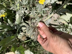 Wyethia amplexicaulis
