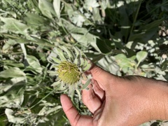 Wyethia amplexicaulis