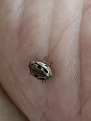 Mulsantina hudsonica