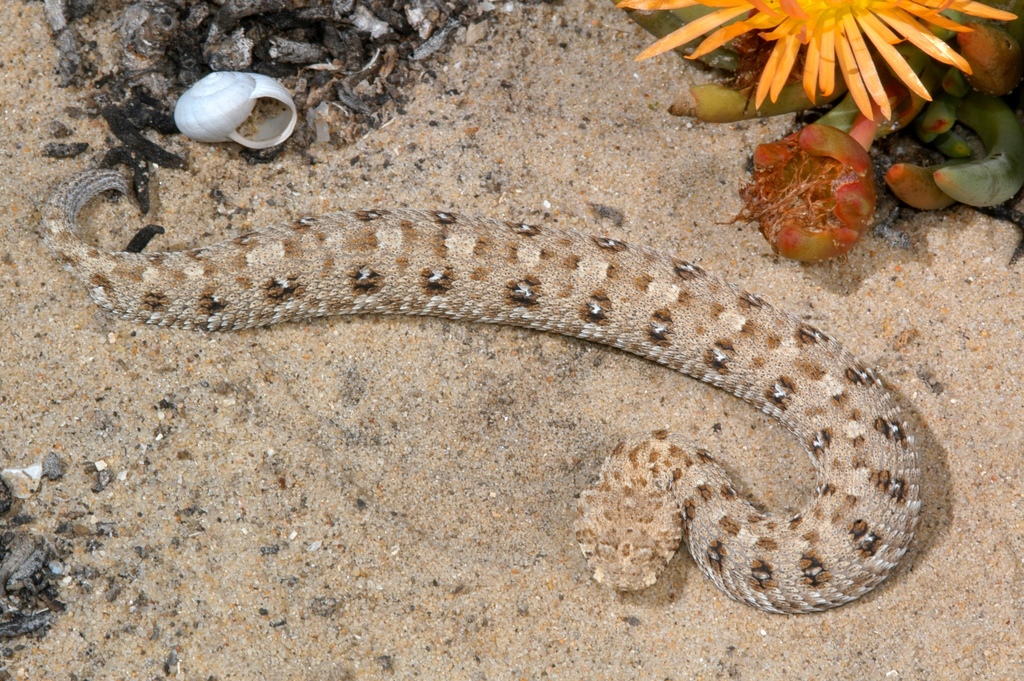Namaqua Dwarf Adder