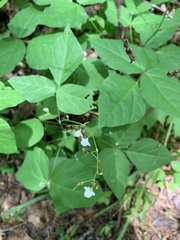 Hylodesmum pauciflorum