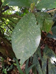 Hippotis panamensis