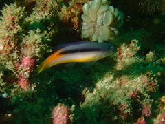 Pseudochromis ammeri