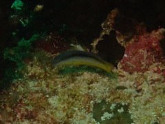 Pseudochromis ammeri