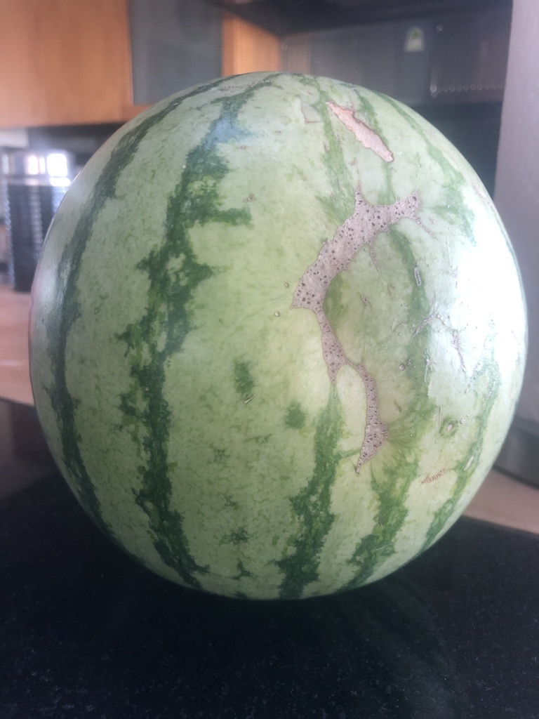 Watermelon plant with sprawling vines in a garden