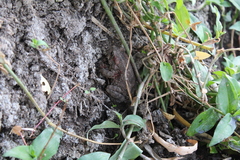 Incilius occidentalis