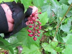 Actaea × ludovicii