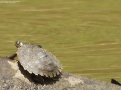 Graptemys sabinensis