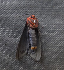 Pygoctenucha terminalis