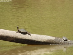 Graptemys sabinensis
