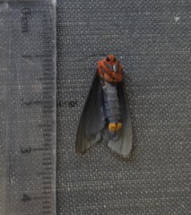 Pygoctenucha terminalis