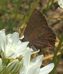 Callophrys augustinus iroides
