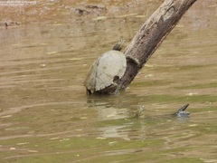 Graptemys sabinensis