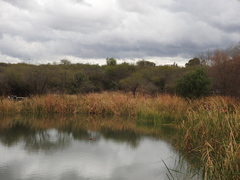 Pyrocephalus rubinus