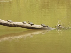 Graptemys sabinensis