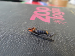 Pygoctenucha terminalis