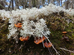 Pulchrocladia retipora