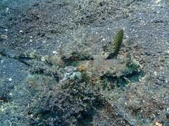 Dactylopus dactylopus