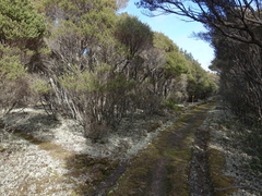 Pulchrocladia retipora