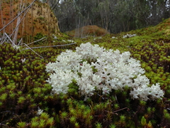 Pulchrocladia retipora