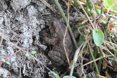 Incilius occidentalis