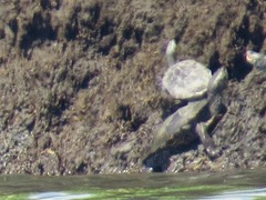 Malaclemys terrapin terrapin