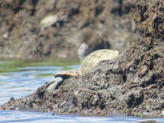 Malaclemys terrapin terrapin